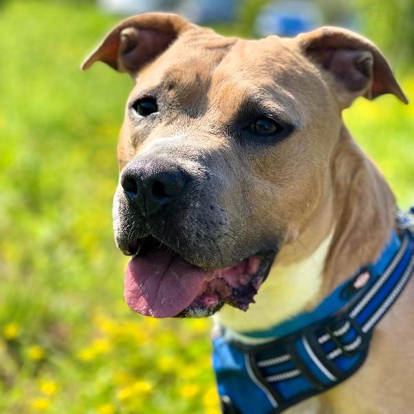 OTTO PIT BULL Foto 4
